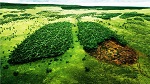 Día Mundial del Medio Ambiente 