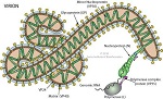 Estructura de los filovirus