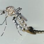 mosquito aedes zika