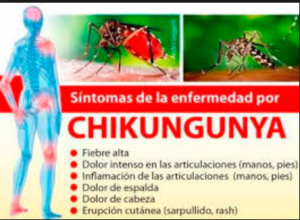 síntomas-chikungunya-300x220