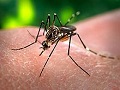Aedes Aegyptis